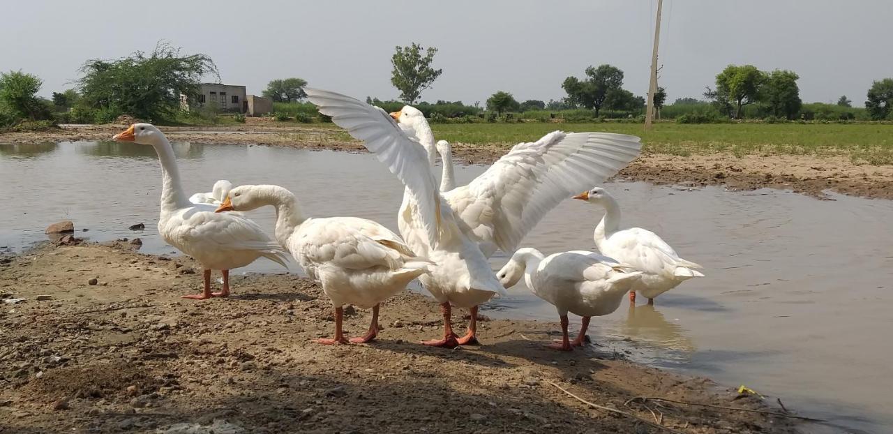 Ibishouse Farm Stay بهاراتبور المظهر الخارجي الصورة