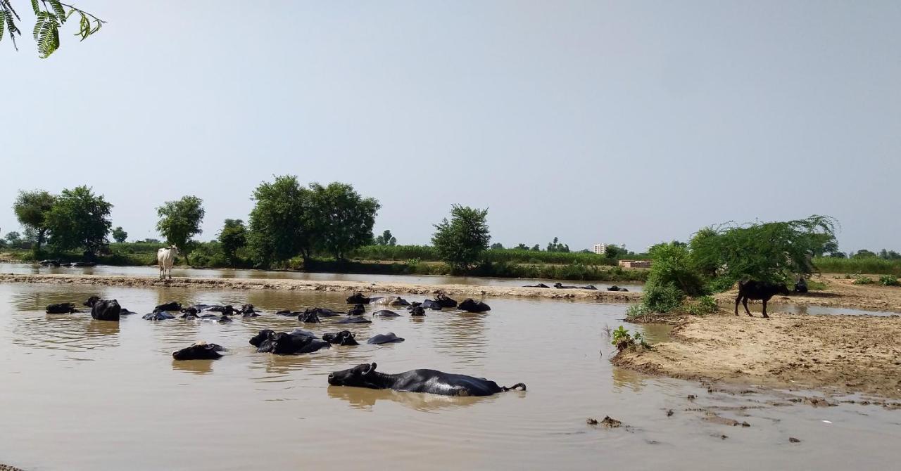 Ibishouse Farm Stay بهاراتبور المظهر الخارجي الصورة